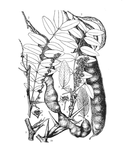 Natural compounds from  Gleditsia sinensis